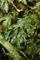 Trichomanes colensoi. Fertile frond showing stalked pinnae and tubular indusia with long-exserted receptacles.  
 Image: L.R. Perrie © Leon Perrie 2013 CC BY-NC 3.0 NZ